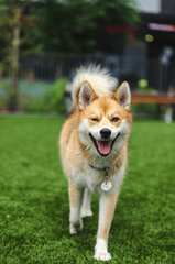 Shiba inu, shiba, chó, dog, thú cưng, pet, vật nuôi, domestic animal, động vật, animal, lông, fur, thè lưỡi, tongue out, thẻ tên, name tag - Jeremy Li