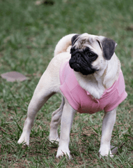 Chó pug, pug dog, chó, dog, thú cưng, pet, vật nuôi, domestic animal, động vật, animal, dễ thương, cute, lông, fur - Robledo Rafael Andrade