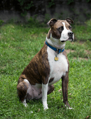 Chó, dog, chó pitbull, pitbull dog, thú cưng, pet, vật nuôi, domestic animal, cỏ xanh, green grass, động vật, animal, dễ thương, cute - Roger