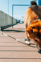 Shiba inu, shiba, chó, dog, thú cưng, pet, vật nuôi, domestic animal, động vật, animal, lông, fur, đánh hơi, sniffing, sàn gỗ, wooden floor - ROMAN ODINTSOV