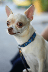 Chó chihuahua, chihuahua dog, chó, dog, thú cưng, pet, vật nuôi, domestic animal, động vật, animal, dễ thương, cute, lông, fur - Rutpratheep Nilpechr