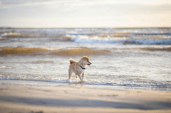 Shiba inu, shiba, chó, dog, thú cưng, pet, vật nuôi, domestic animal, động vật, animal, dễ thương, cute, bãi biển, beach, sóng, waves - Valeria Boltneva 1