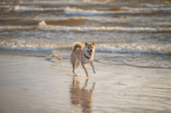 Shiba inu, shiba, chó, dog, thú cưng, pet, vật nuôi, domestic animal, động vật, animal, dễ thương, cute, bãi biển, beach, sóng, waves - Valeria Boltneva