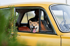 Shiba inu, shiba, chó, dog, thú cưng, pet, vật nuôi, domestic animal, động vật, animal, lông, fur, dễ thương, cute, xe hơi, car, thè lưỡi, tongue out - Valeria Boltneva 2