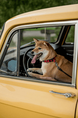 Shiba inu, shiba, chó, dog, thú cưng, pet, vật nuôi, domestic animal, động vật, animal, lông, fur, dễ thương, cute, xe hơi, car, thè lưỡi, tongue out - Valeria Boltneva