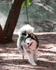 Alaska, alaskan malamute, chó, dog, thú cưng, pet, vật nuôi, domestic animal, động vật, animal, lông, fur, thè lưỡi, tongue out - Wolf Art