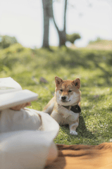 Shiba inu, shiba, chó, dog, thú cưng, pet, vật nuôi, domestic animal, động vật, animal, lông, fur, dễ thương, cute, cỏ, grass - Yaroslav Shuraev