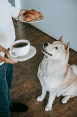 Shiba inu, shiba, chó, dog, thú cưng, pet, vật nuôi, domestic animal, động vật, animal, dễ thương, cute - Zen Chung