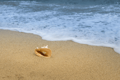 Vỏ ốc, seashell, bãi biển, beach, cát vàng, yellow sand, sóng biển, sea wave - Quangpraha 3