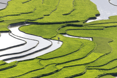 Ruộng bậc thang, terraced fields, lúa, rice, núi rừng, mountains- Quangpraha 6