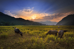 Đàn trâu, cánh đồng, đồng quê, buffalo, field, countryside - Quangpraha