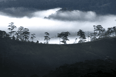Sương mù, rừng thông, Đà Lạt, Fog, pine forest, Dalat, hình nền, nền, background 3