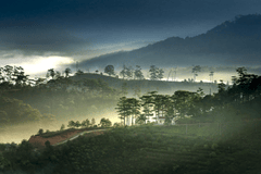 Sương mù, rừng thông, Đà Lạt, Fog, pine forest, Dalat, hình nền, nền, background 6