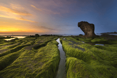Bãi đá, rêu xanh, Rock beach, green moss, hình nền, nền, background -Quangpraha 1