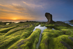 Bãi đá, rêu xanh, Rock beach, green moss, hình nền, nền, background -Quangpraha 2