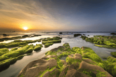 Bãi đá, rêu xanh, Rock beach, green moss, hình nền, nền, background -Quangpraha 3