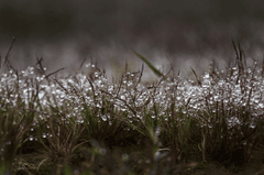 Cỏ hồng, pink grass, giọt sương, dew drops,mùa sương, misty season- Quangpraha
