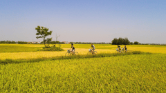 Cánh đồng, đồng ruộng, Field, hình nền, nền, background -trilemedia