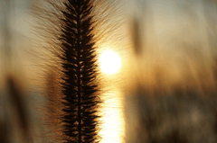 Hồ, sông, hoàng hôn, cỏ, lake, river, sunset, grass- mitto 2