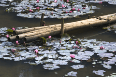 Hồ, lakes, hoa, flowers, bông súng, water lily, hình nền, nền, background -Quangpraha