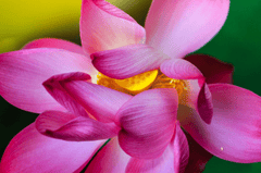Hoa sen, lotus flower, lá sen, lotus leaf- Quangpraha 1