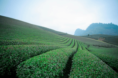 Mộc Châu, cánh đồng chè, tea plantation, luống cây, rows, đồi, hills, nông nghiệp, agriculture, phong cảnh, landscape-  ToanNguyen 1