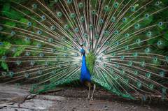Con công, chim, peacock, bird - Quangpraha