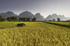 Cánh đồng lúa, rice field, núi, mountain- Quangpraha