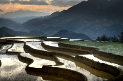 Ruộng bậc thang, Terraced rice fields, hình nền, nền, background - Quangpraha
