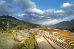 Ruộng bậc thang, Terraced rice fields, hình nền, nền, background - Quangpraha