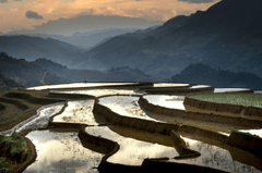 Ruộng bậc thang, Terraced rice fields, hình nền, nền, background- Quangpraha