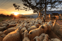 Đàn cừu, con cừu, hoàng hôn, sheep, sunset - Quangpraha