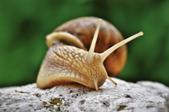 Ốc sên snail, lá, leaf, cận cảnh, close-up, thiên nhiên nature - Ralphs_Fotos