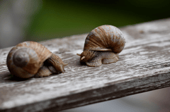Ốc sên, snail, cận cảnh, close-up, bề mặt gỗ wooden texture, tự nhiên, nature - Ralphs_Fotos