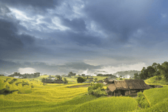 Ruộng bậc thang, terraced fields, lúa, rice, núi rừng, mountains- Quangpraha
