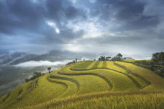 Ruộng bậc thang, terraced fields, lúa, rice, núi rừng, mountains- Quangpraha 1