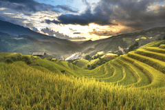 Ruộng bậc thang, terraced fields, lúa, rice, núi rừng, mountains- Quangpraha 2