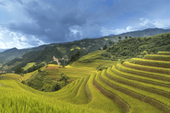Ruộng bậc thang, terraced fields, lúa, rice, núi rừng, mountains- Quangpraha 4
