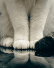 Con mèo, chân mèo, cat, cat paw, chân mèo, soft fur, lông mềm, dễ thương -  Ahmet Yüksek