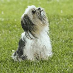 Shih tzu, lông, fur, chó, dog, thú cưng, pet, vật nuôi, domestic animal, động vật, animal, dễ thương, cute, cỏ, grass - Alexas Fotos