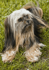Shih tzu, lông, fur, chó, dog, thú cưng, pet, vật nuôi, domestic animal, động vật, animal, dễ thương, cute, cỏ, grass - Alexas Fotos 2