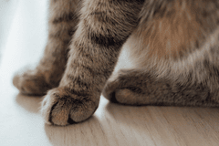 Con mèo, chân mèo, cat, cat paw, chân mèo, soft fur, lông mềm, dễ thương - Arina Krasnikova