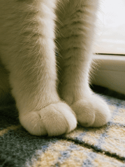 Con mèo, chân mèo, cat, cat paw, chân mèo, soft fur, lông mềm, dễ thương - Beyzaa Yurtkuran