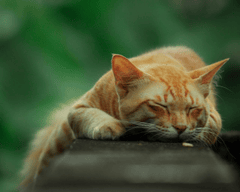 Con mèo, cat, động vật, dễ thương, mèo vàng, mèo Anh, sand, animal, cute, yellow cat  - ch3tak