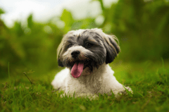 Shih tzu, lông, fur, chó, dog, thú cưng, pet, vật nuôi, domestic animal, động vật, animal, dễ thương, cute, cỏ, grass, thè lưỡi, tongue out - Dennis Bautista