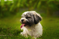 Shih tzu, lông, fur, chó, dog, thú cưng, pet, vật nuôi, domestic animal, động vật, animal, dễ thương, cute, cỏ, grass, thè lưỡi, tongue out - Dennis Bautista 1