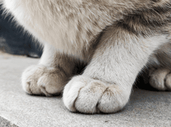 Con mèo, chân mèo, cat, cat paw, chân mèo, soft fur, lông mềm, dễ thương - Diana