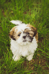 Chó shih tzu, shih tzu, chó, dog, thú cưng, pet, vật nuôi, domestic animal, động vật, animal, dễ thương, cute, lông, fur, cỏ, grass - Edyttka Stawiarska