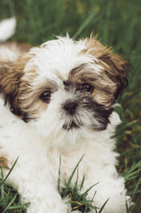 Chó shih tzu, shih tzu, chó, dog, thú cưng, pet, vật nuôi, domestic animal, động vật, animal, dễ thương, cute, lông, fur, cỏ, grass - Edyttka Stawiarska 3