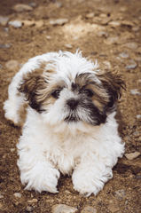 Chó shih tzu, shih tzu, chó, dog, thú cưng, pet, vật nuôi, domestic animal, động vật, animal, dễ thương, cute, lông, fur - Edyttka Stawiarska